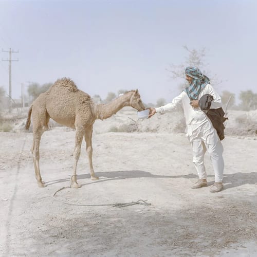 Dashtyari, region, Chaabahar, Balouchestan. Gholam is a 45-year-old man who owns only two camels; here he is giving water to a calf whose foot is strapped to the ground and who seems restless in waiting for his or her mother. The Houtgi (puddles from which the livestock drink water) have dried up this year. Lack of water has had a negative effect on the livestock and camels, as severe lack of fodder has made them grow thin and led to diseases among them. Drinking water here is haphazardly and occasionally brought by tanker. From the series 'An Elegy for the Death of Hamun' (2018), image © Hashem Shakeri