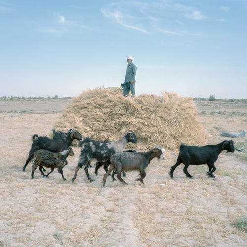 Nabi Sarani, 63 years of age, is a livestock holder and a farmer who lost many of his sheep this year after the severe drought, and only these few are left. However, he hopes to return to agriculture with the fresh water he acquired from a well he recently found. © Hashem Shakeri.